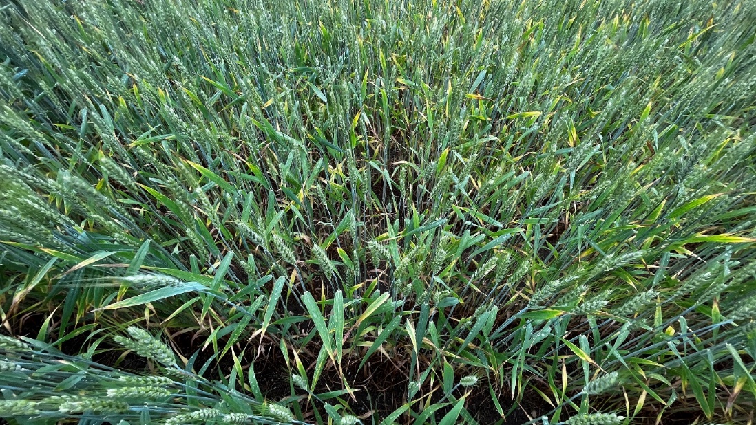 Symptoms resembling foliar disease found in two wheat fields in St. Joseph and Kalamazoo counties earlier this week. 